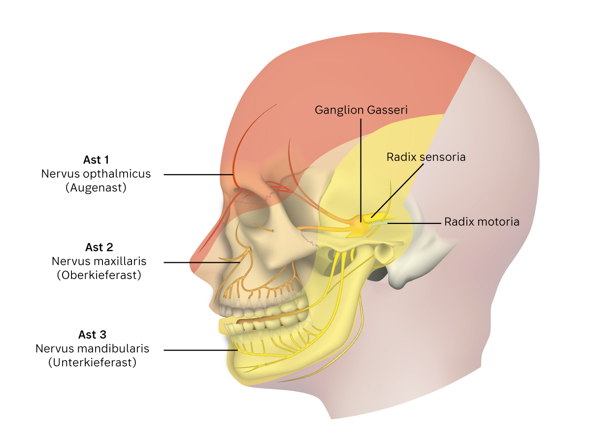 Illustration: die drei Hauptäste des Trigeminusnervs Illustration: die drei Hauptäste des Trigeminusnervs